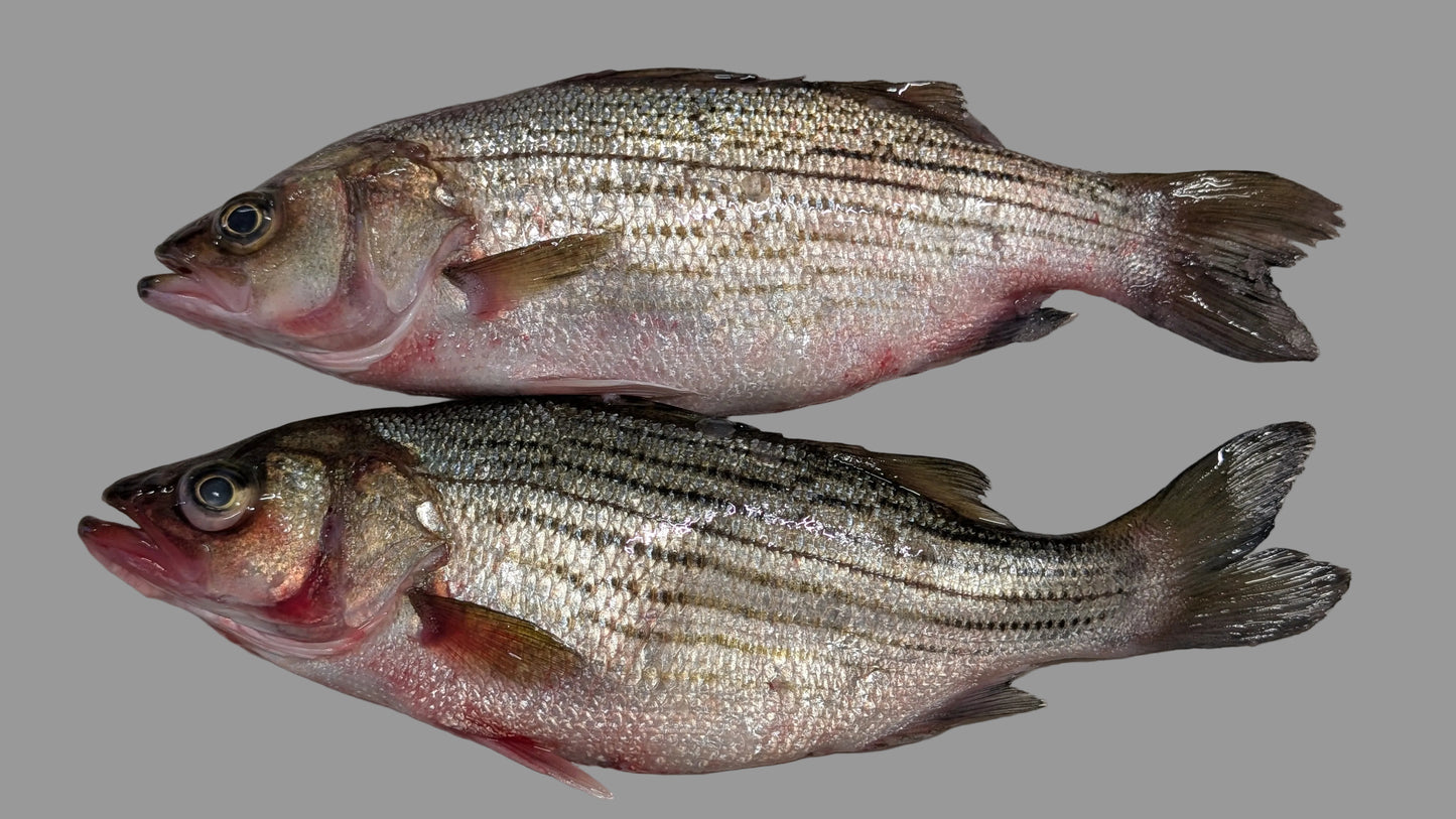 Stripe Bass / Koduva/ Pandugappa