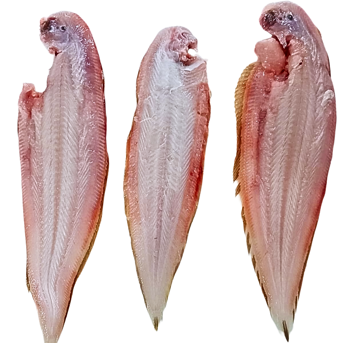Sole Fish / நாக்கு மீன் / നങ്ക്