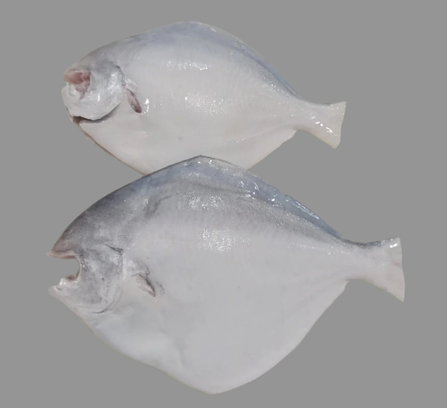 Silver Pomfret / Vavval/ Vaval
