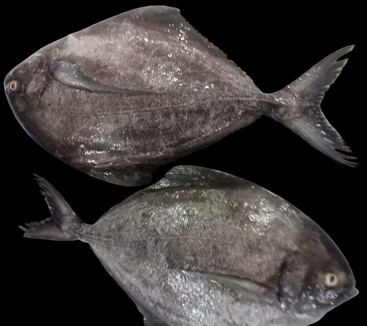 Black Pomfret/ Vavval/ Vaval (Whole Cleaned)