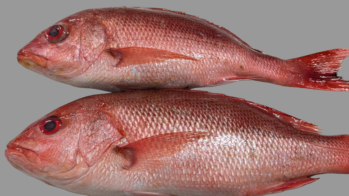 Red Snapper