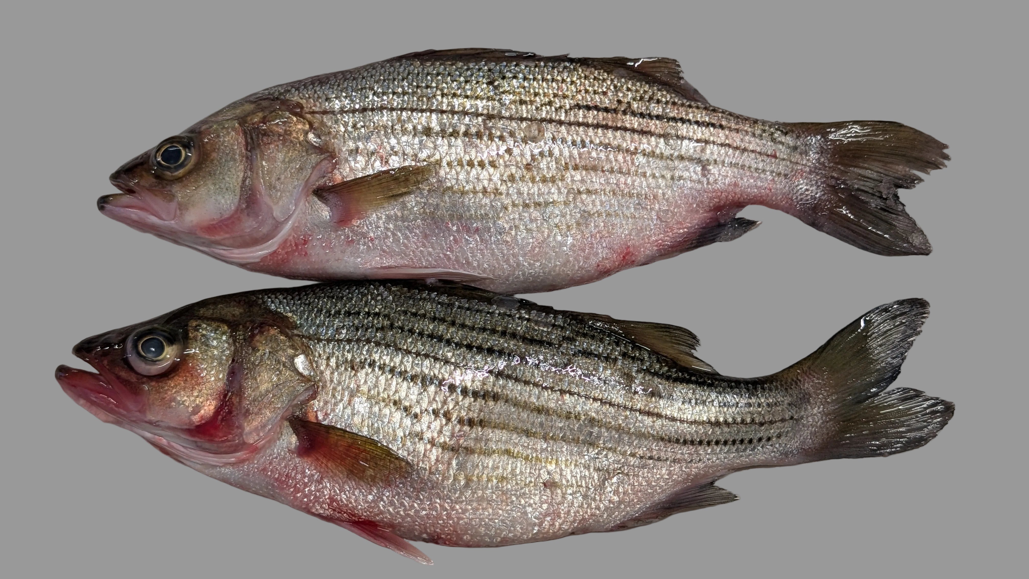 Stripe Bass / Koduva/ Pandugappa – Meet UR Fish
