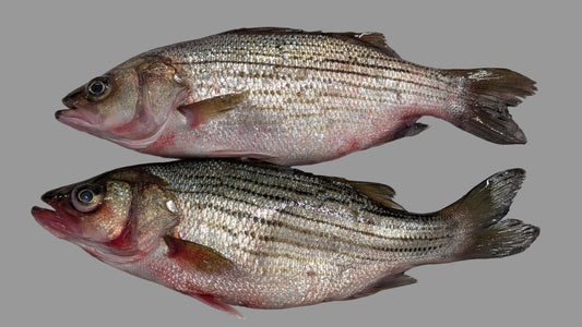 Stripe Bass / Koduva/ Pandugappa