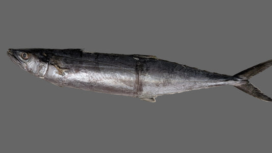 Mackerel Sierra / King Fish / Vanjaram